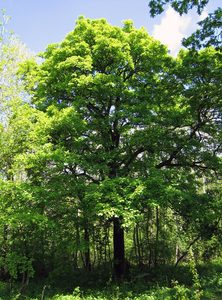 Wild Service Tree