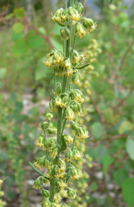 Mountain Sagewort