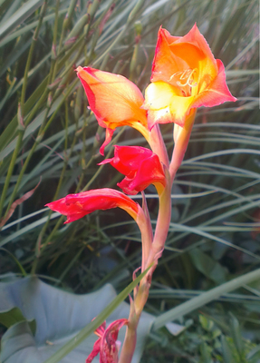 Gladiolus dalenii