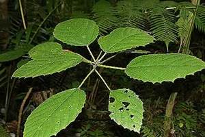 Nettle Tree