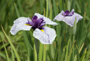 Japanese Water Iris