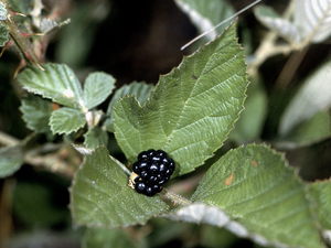 Sand Blackberry