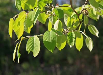 Amelanchier arborea