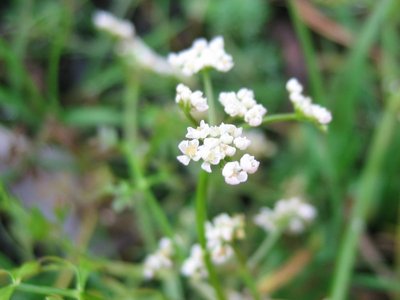 Peucedanum palustre