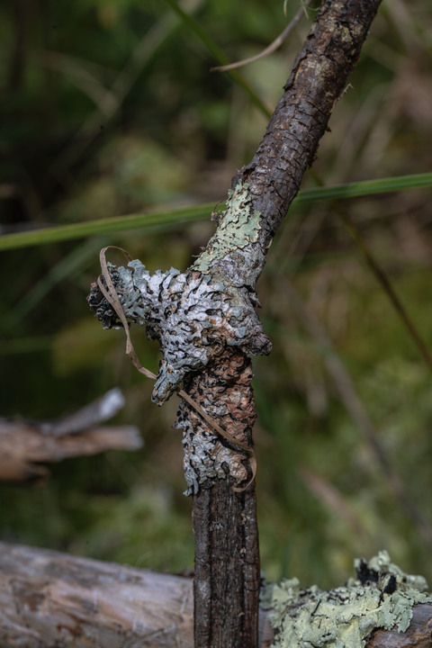 Pleasant observations from a good hike in the White Mountains, New Hampshire, USA:

+ Calligrapher fly (toxomerus)
+ Digging bees (anthophorini)
+ Jack in the pulpit (arisaema triphyllum)
+ Coral tooth fungus 
+ Rock tripe lichen
+ Yellow fairy cups
+ Wolf's milk (lycogala epidendrum)
+ Cucumber root (medeola virginiana)
+ Honey mushrooms
+ Oakmoss
+ Beard lichen
+ Shield lichen
+ Sphagnum moss
+ Waxcaps
+ Bunchberry
+ Marsh St. John's wart
+ White coral fungus
+ Scalycaps(pholiota) 
+ Three-way sedge