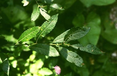 Salix appendiculata