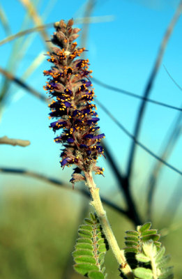 Amorpha canescens