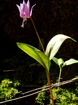 Erythronium dens-canis