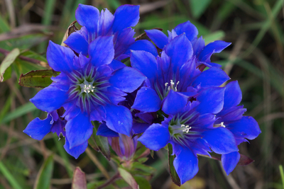 Gentiana puberulenta