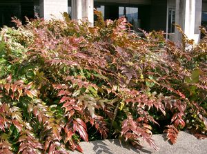 Mahonia japonica