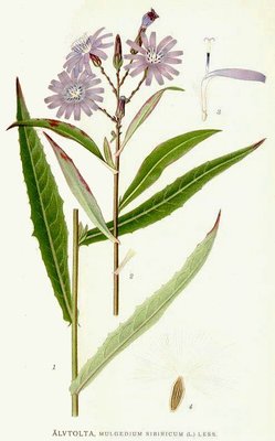 Lactuca sibirica