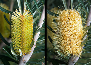 Silver Banksia