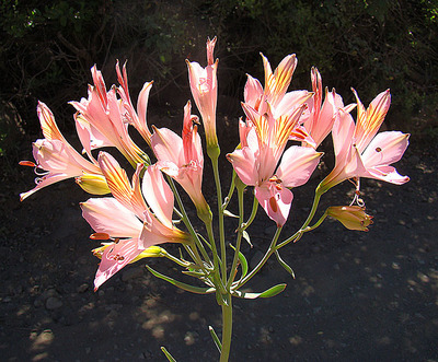 Alstroemeria ligtu