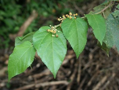 Guazuma ulmifolia