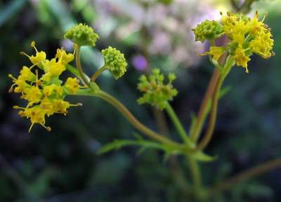 Sanicula tuberosa