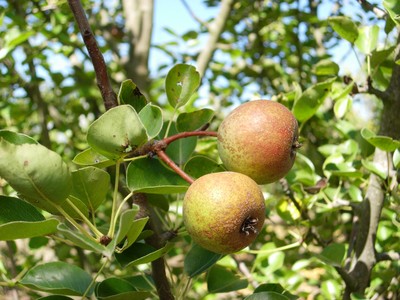 Pyrus pashia