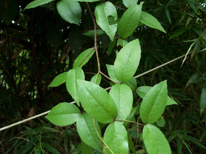 Zanthoxylum nitidum