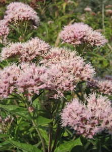 Hemp Agrimony