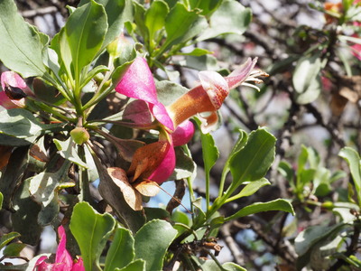 Eremophila fraseri