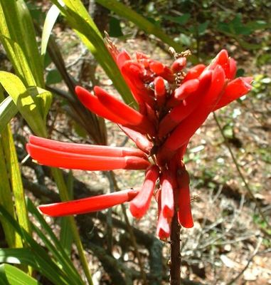 Erythrina herbacea