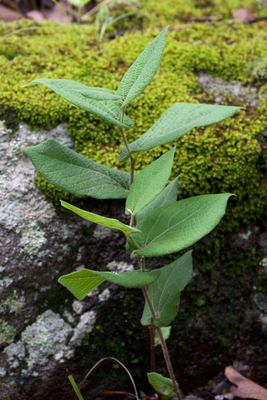 Aristolochia reticulata