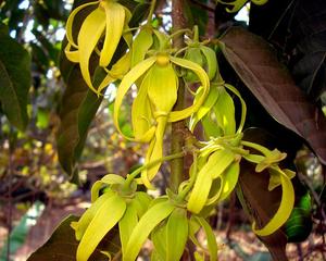 Ylang Ylang