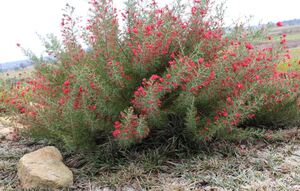 crimson vilea