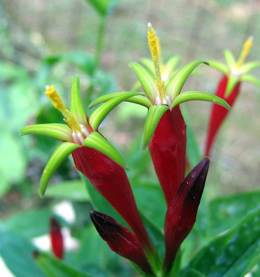 Spigelia marilandica