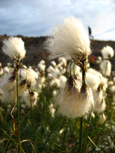 Cotton Grass