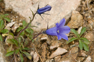 Mountain harebell