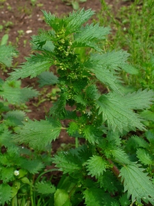 Annual Nettle