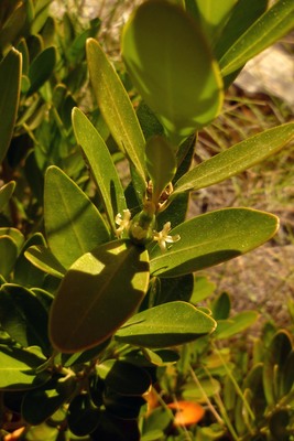 Buxus balearica