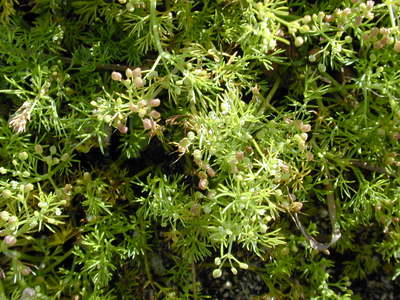 Cyclospermum leptophyllum