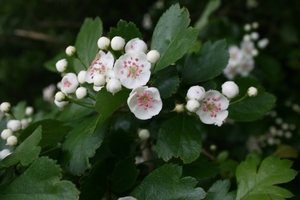 Midland Hawthorn