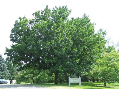 Quercus mongolica