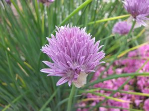 Allium ledebourianum