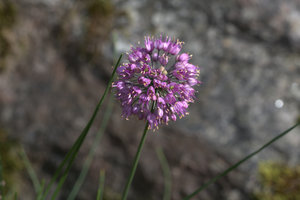 Allium sacculiferum