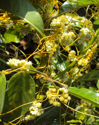 Cuscuta chinensis