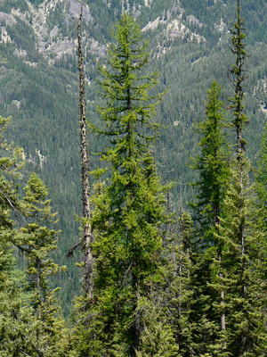 Larix occidentalis