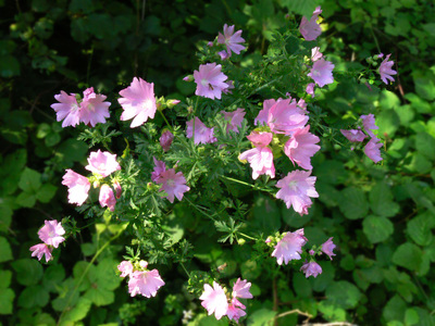 Malva alcea