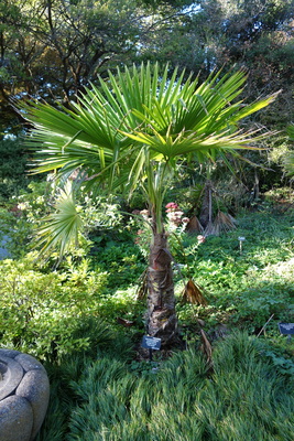 Trachycarpus martianus