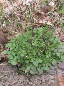 Cardamine hirsuta