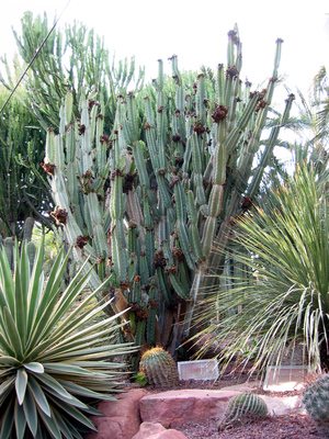 Cereus repandus