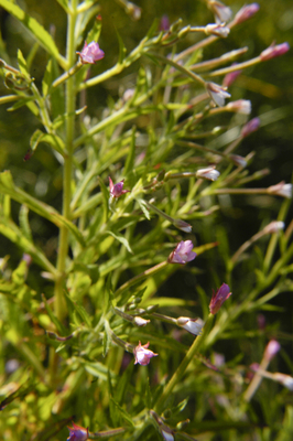 Epilobium coloratum