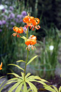 Lilium medeoloides