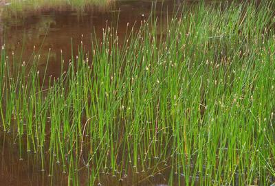 Eleocharis palustris