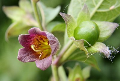 Flowering deadly nightshade and unripe fruit