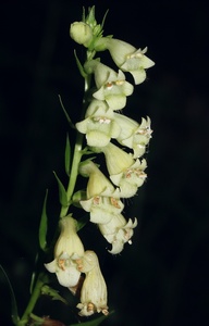 Yellow Foxglove