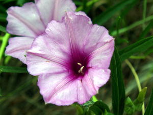 Bush Moon Flower