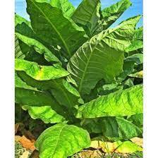 Mystery Tobacco